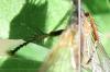 Tachina sp.